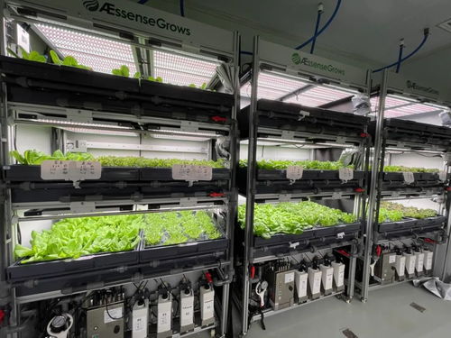植物工廠生態(tài)鏈 一輕科技集團(tuán)生物科技菜擺上東來(lái)順餐桌